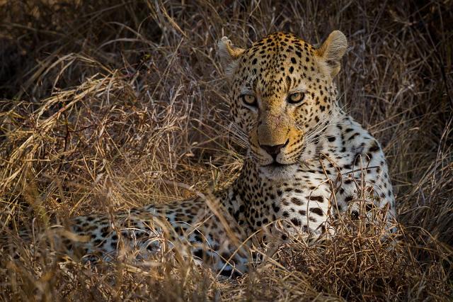 113 Zuid-Afrika, Sabi Sand Game Reserve, luipaard.jpg